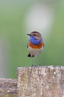 Bluethroat (Luscinia svecica cyanecula), male, on a pasture fence post, wildlife, Lembruch, Ochsen