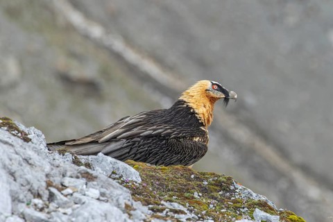 Bearded Vulture (Gypaetus barbatus), Italy