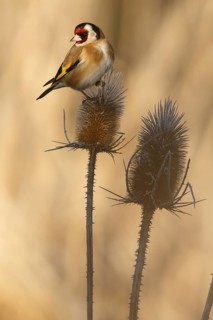 European Goldfinch (Carduelis carduelis), perched, Castile and Leon, Spain