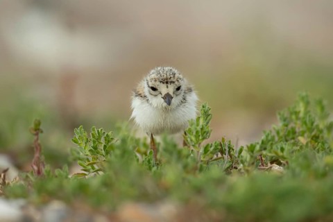 Ringed plover (Charadrius hiaticula) juvenile baby chick wading bird on a beach, Suffolk, England,