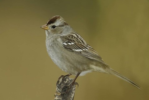 White-crowned Sparrow (Zonotrichia leucophrys), New Mexico, USA