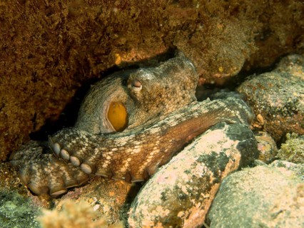 Common Octopus (Octopus vulgaris)