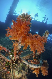 Hemprich's Tree Coral (Dendronephthya hemprichi)