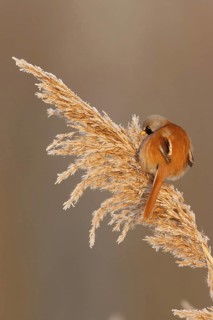Bearded Reedling (Panurus biarmicus) male, Utrecht, Netherlands