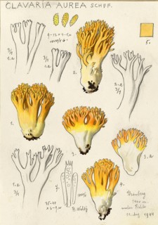 Mushroom, fungus, Golden yellow coral, Ramaria aurea, syn. Clavaria aurea, authentic reproduction