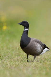 Brant Goose (Branta bernicla), Texel, Netherlands