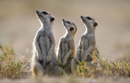 Meerkats or suricates (Suricata suricatta), Makgadikgadi Salt Pans, Makgadikgadi Pans National
