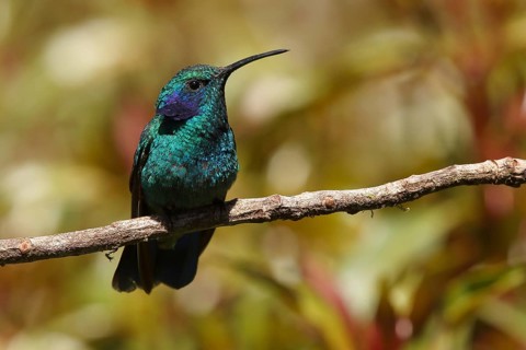 Green Violetear (Colibri thalassinus) perched on a branch, Costa Rica