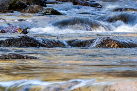 White-throated Dipper (Cinclus cinclus), Madrid, Spain