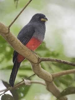 Choco Trogon (Trogon comptus) female, Rio Silanche, Ecuador