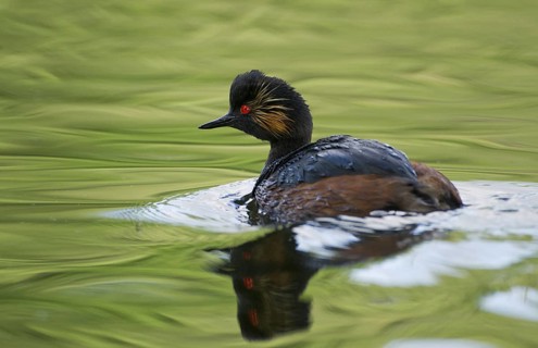Black-necked Grebe (Podiceps nigricollis), Bavaria, Germany
