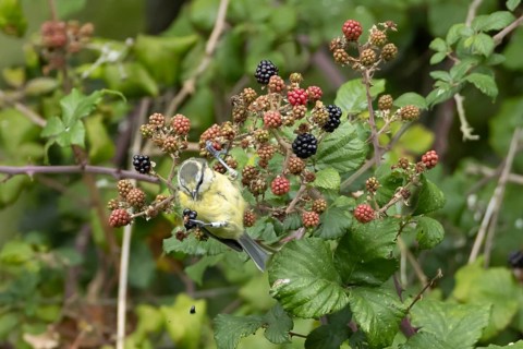 Blue tit (Cyanistes caeruleus) adult bird in a hedgerow feeding on blackberries in summer, England,