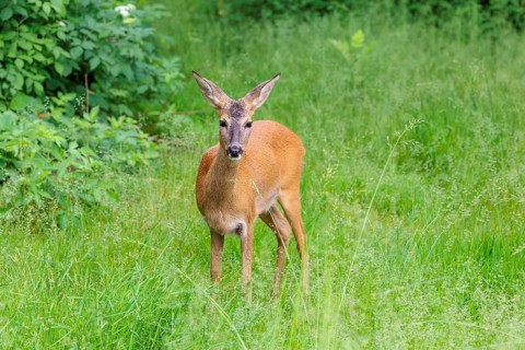 A female roe deer (Capreolus capreolus) stands in a green meadow. Bavaria, Germany