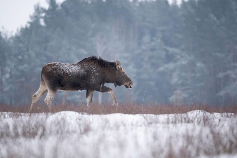 Eurasian elk (Alces alces alces), cow elk in a snow-covered forest clearing, Podlaskie Voivodeship,