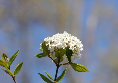 Snowball (Viburnum), North Rhine-Westphalia, Germany