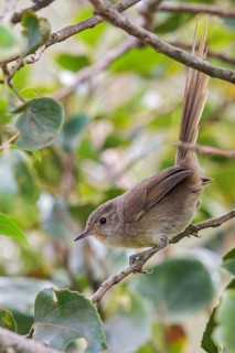 Itatiaia Spinetail (Asthenes moreirae) perched on a branch in the Atlantic rainforest of southeast