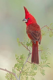 Vermilion Cardinal (Cardinalis phoeniceus) perched on a branch in Colombia, South America