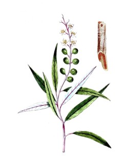 Croton gascarilla, Croton eluteria, cascarilla tree, digital reproduction of a historical original,