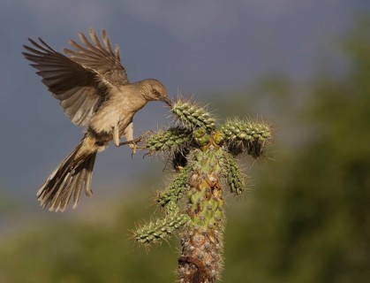 Curve-billed Thrasher (Toxostoma curvirostre) flying, Texas, USA