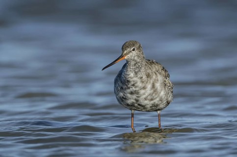 Spotted Redshank (Tringa erythropus), Schleswig-Holstein, Germany