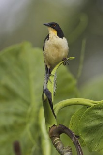Black-capped Donacobius (Donacobius atricapilla), Ecuador
