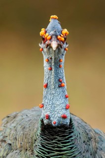 Ocellated Turkey (Meleagris ocellata) perched on the ground in Guatemala in Central America