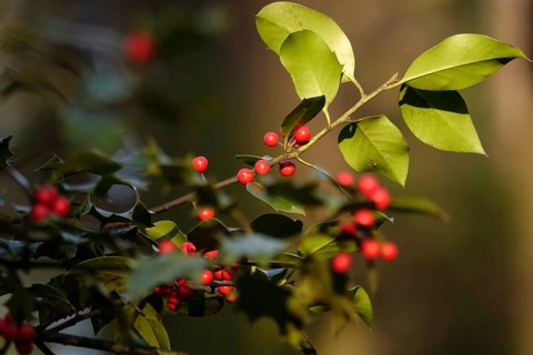 Ilex, Winter, Germany
