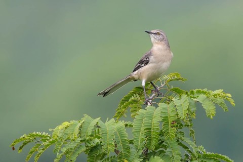 Northern Mockingbird (Mimus polyglottos) perched on a branch in Cuba