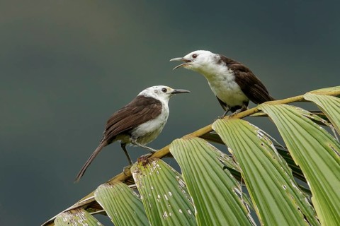 White-headed Wren (Campylorhynchus albobrunneus) perched on a branch in the Andes Mountains of