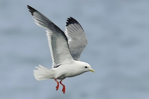 Red-legged Kittiwake (Rissa brevirostris) flying, Alaska, USA