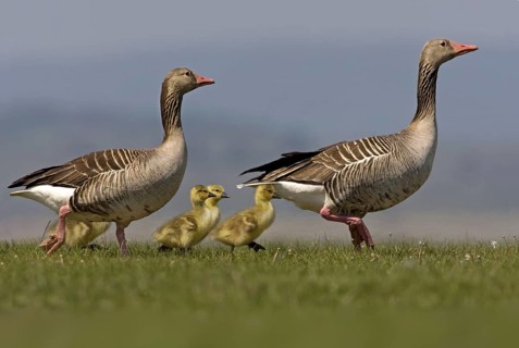 Greylag Goose (Anser anser) with chicks, Seewinkel, Austria