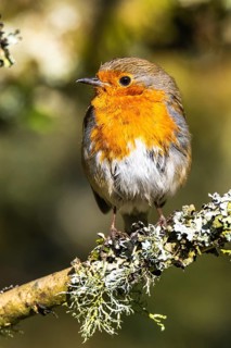European Robin, Erithacus rubecula, bird in forest