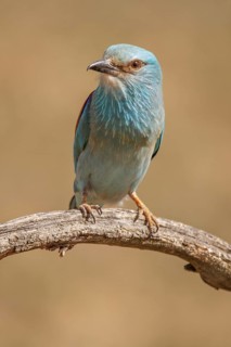 European Roller (Coracias garrulus), perched on a branch, Castile-La Mancha