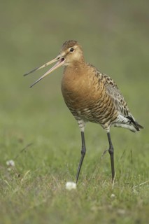 Black-tailed Godwit (Limosa limosa) calling, Iceland
