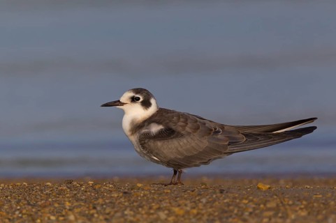 Black Tern (Chlidonias niger), Ohio, USA