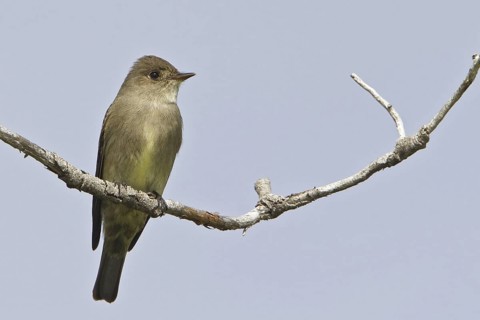 Western Wood Pewee (Contopus sordidulus), British Columbia, Canada