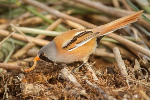 Bearded Reedling (Panurus biarmicus), male eating a worm, Castile-La Mancha, Spain