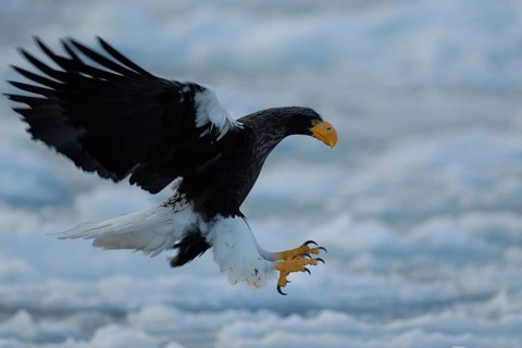 Steller's Sea Eagle (Haliaeetus pelagicus) flying, Hokkaido, Japan
