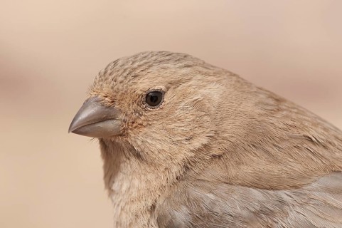 Sinai Rosefinch (Carpodacus synoicus) female, Eilat, Israel