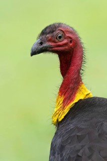 Australian Brushturkey (Alectura lathami) perched on the ground in eastern Australia