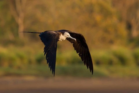 Magnificent frigatebird