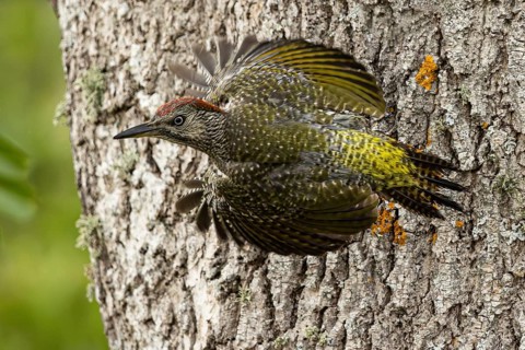 European Green Woodpecker (Picus viridis) juvenile, Smaland, Sweden