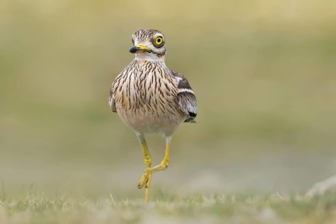Eurasian Stone-curlew (Burhinus oedicnemus) in field, Dalmatia, Croatia