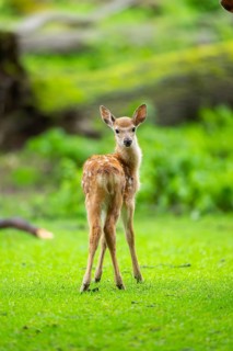 Sika deer (Cervus nippon) fawn on a meadow, Bavaria, Germany