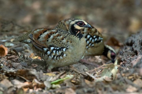 Bar-backed Partridge (Arborophila brunneopectus), Kaeng Krachan, Thailand
