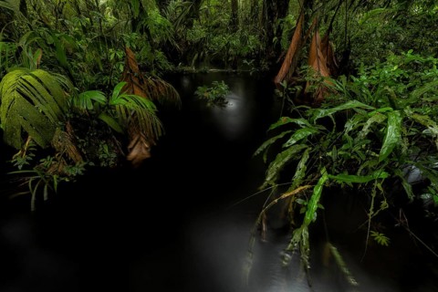 The black water that results from rainforest leaves loaded with tannins is stunning, as is the lush