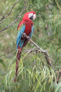 Red-and-green Macaw (Ara chloroptera) perched on a branch in Manu National Park, Peru
