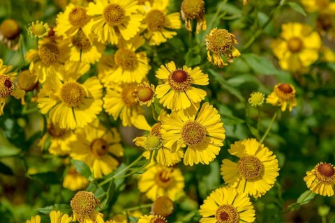 Sunflower (Helenium 'Gartensonne'),  Germany