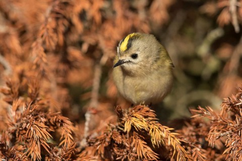 Goldcrest (Regulus regulus) perched on a branch, Oland, Sweden