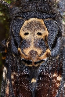 Deaths-head Hawk Moth - Totenkopfschwärmer - Acherontia atropos, Germany, imago